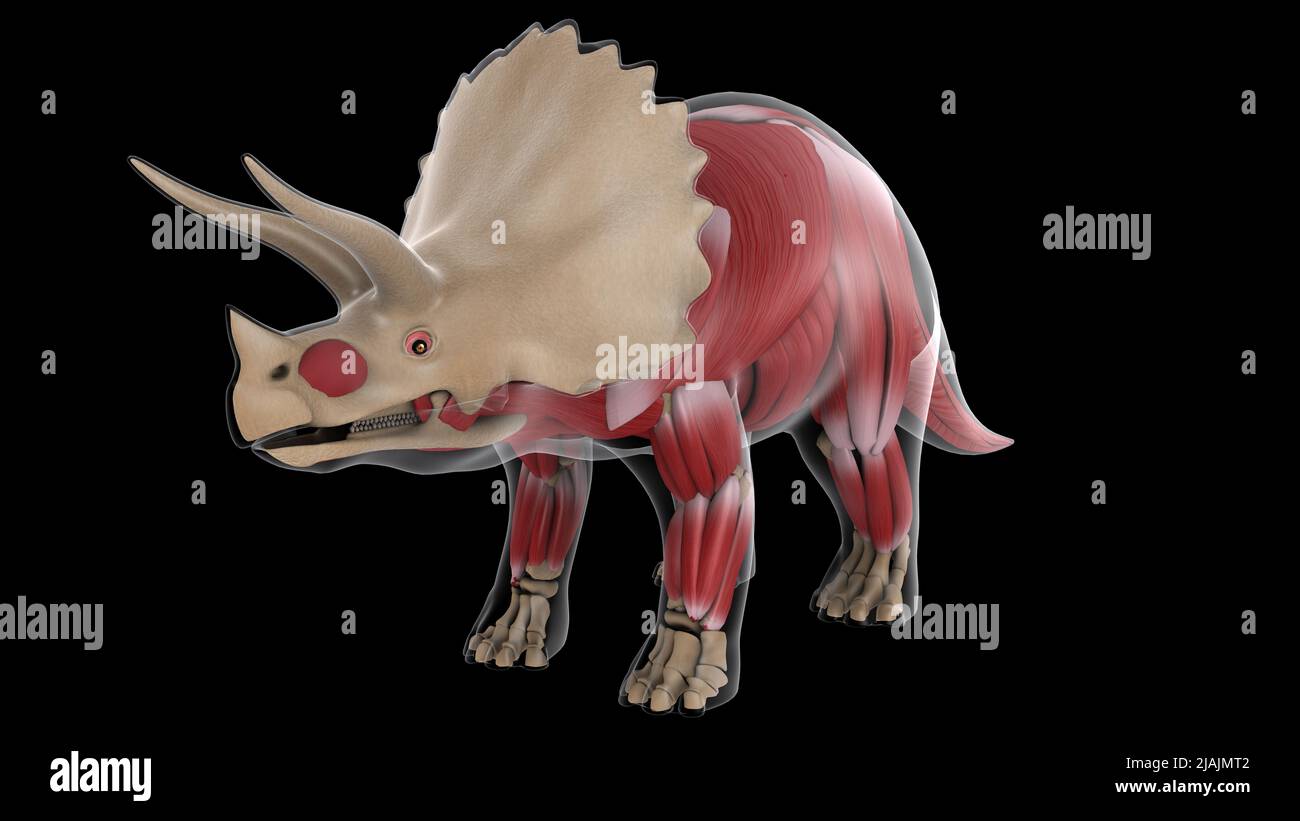 Muscular system of a Triceratops dinosaur, xray view Stock Photo Alamy
