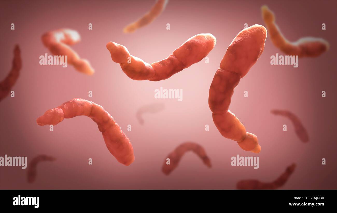 Conceptual biomedical illustration of Echinococcus parasites floating. Stock Photo
