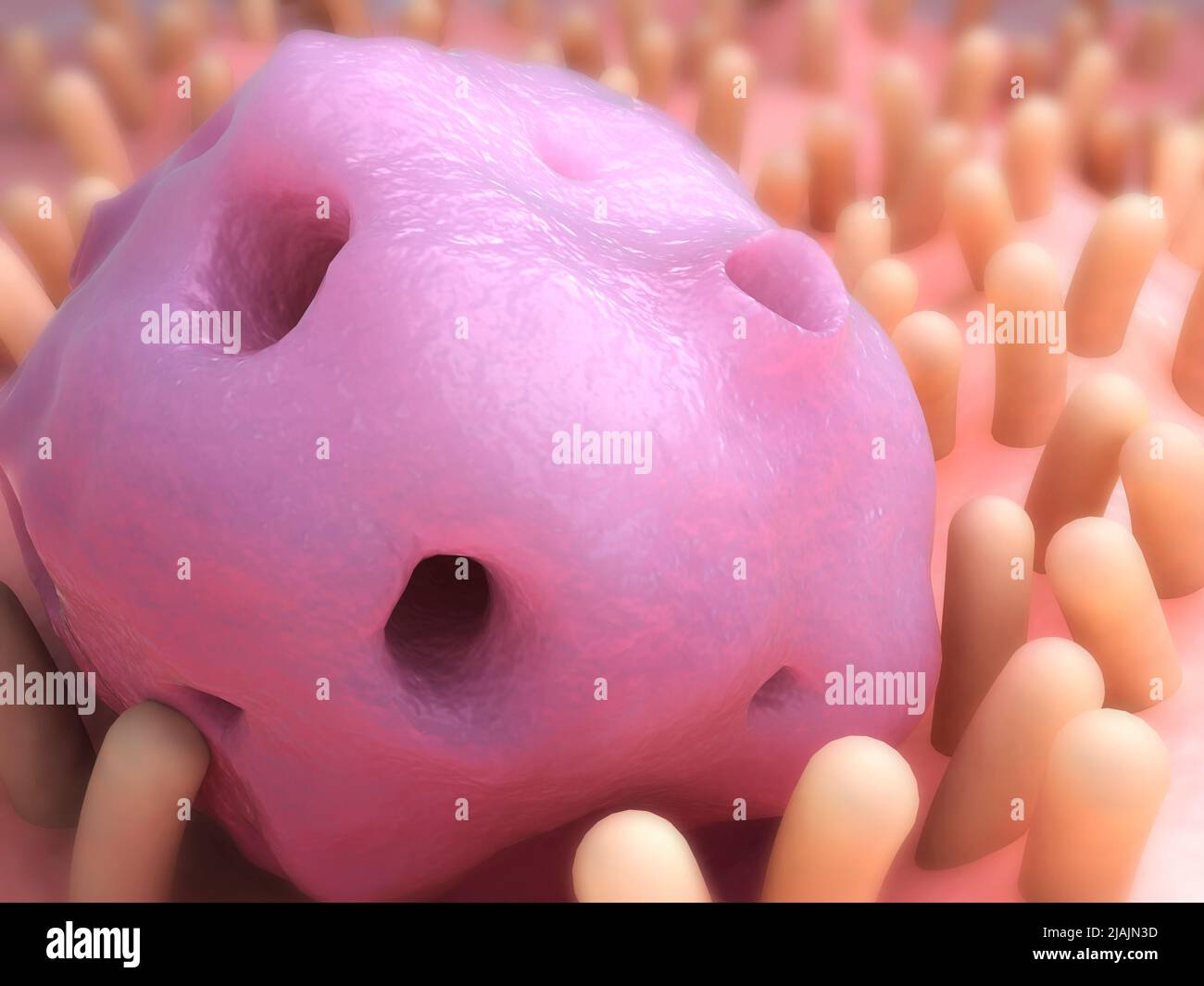 Conceptual biomedical illustration of Entamoeba inside the intestine. Stock Photo