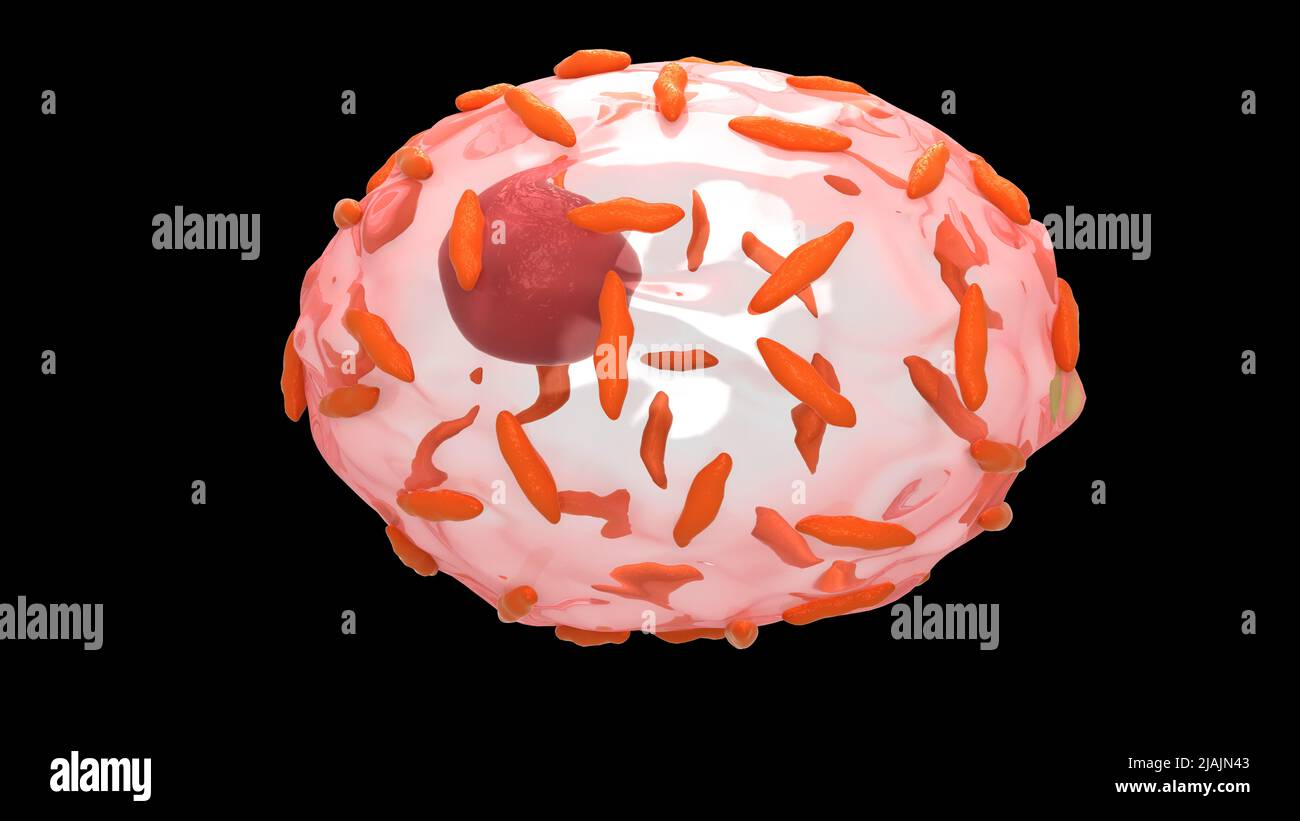 Conceptual biomedical illustration of the bacteria Gardnerella vaginalis. Stock Photo