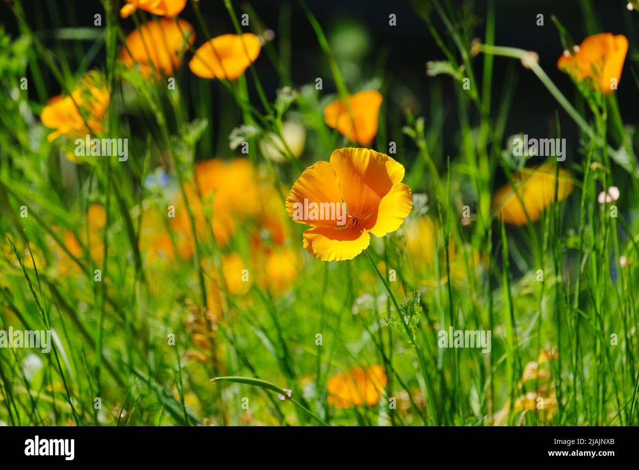Californian poppies (Eschscholzia californica) are part of the Papaveracceae family and native to the US and Mexico. Stock Photo