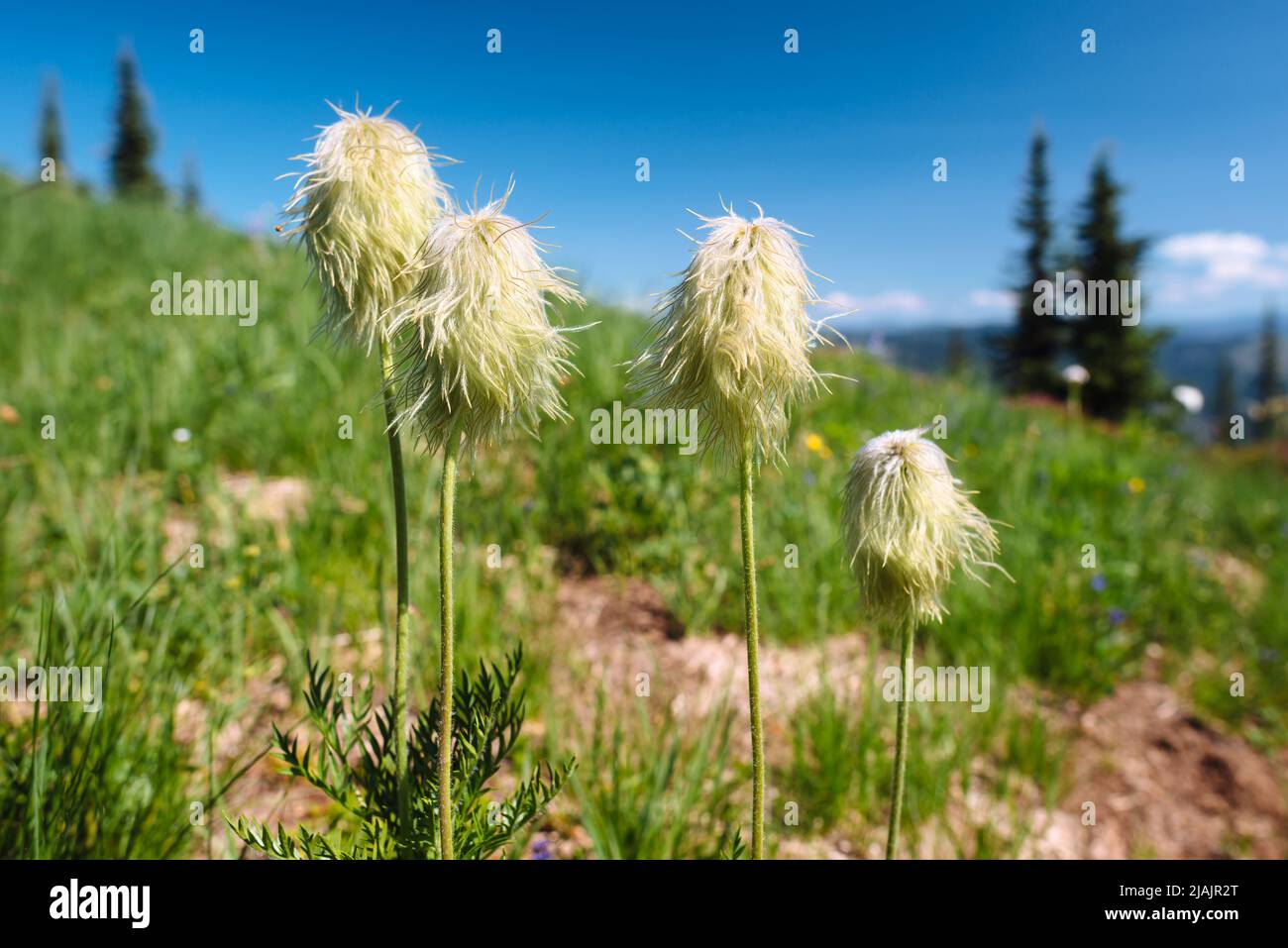 Anemone Occidentalis (Western Anemone, Pasque Flower) in a subalpine meadow in Southwestern British Columbia Stock Photo
