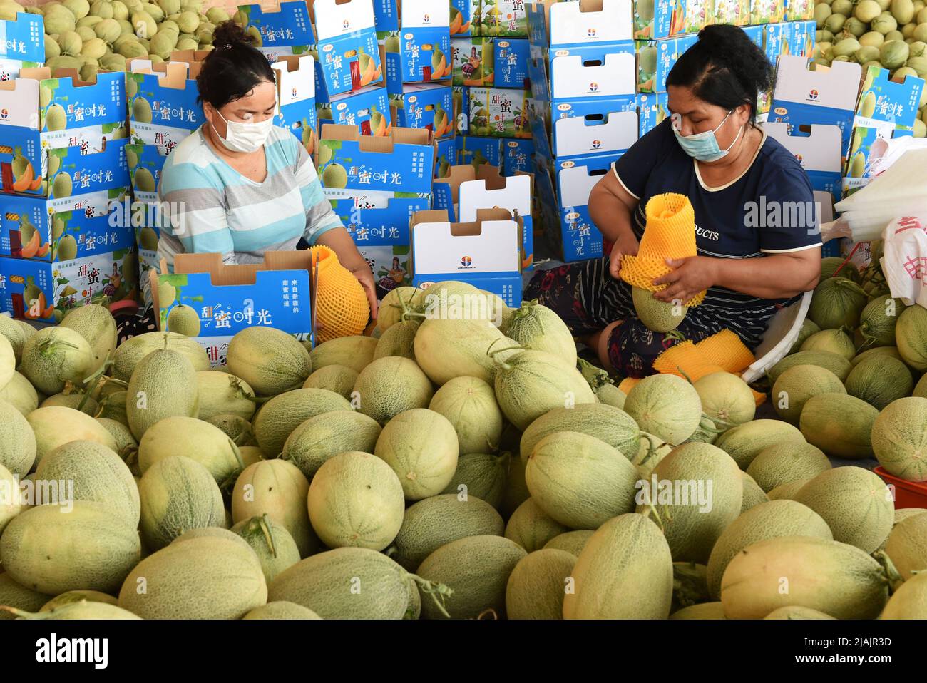 TURPAN, CHINA - MAY 30, 2022 - Farmers bag freshly picked cantaloupes at a cantaloupe cultivation base in Yanghai Xia Village, Tuyugou Township, Shans Stock Photo