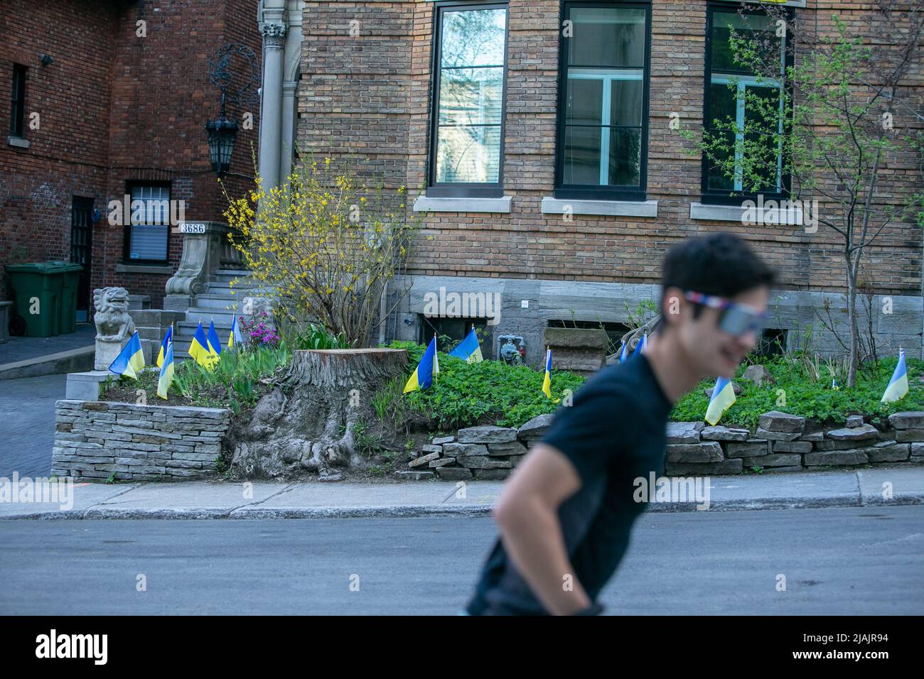 In the Russian Embassy in Montreal, Ukrainian flags were put in the lawn to denounce the war. As