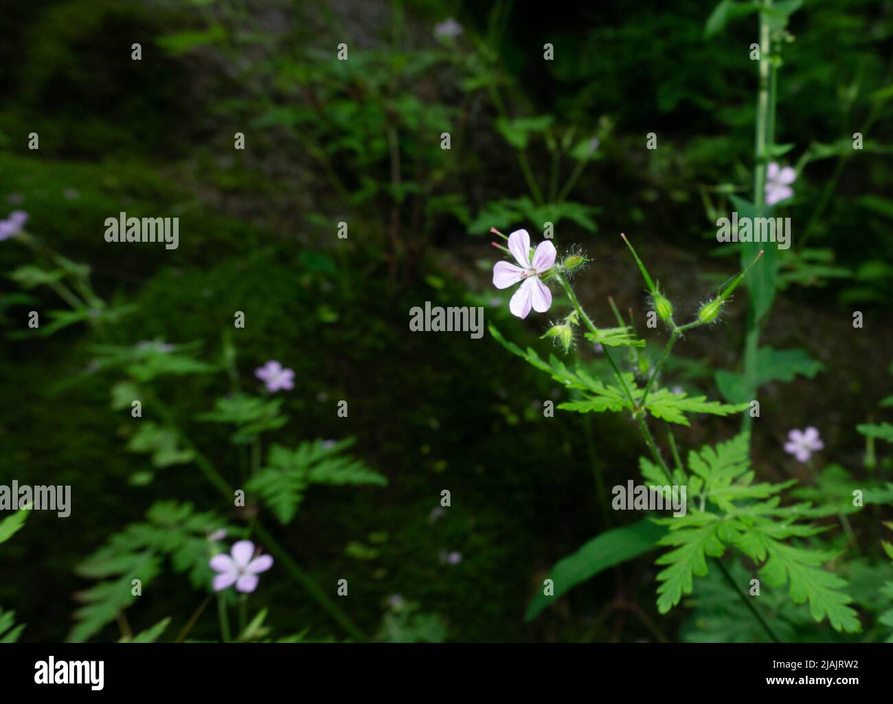 Cranesbill geranium renardii. Wild flower in the forest surrounded by wild plants and green foliage. Stock Photo