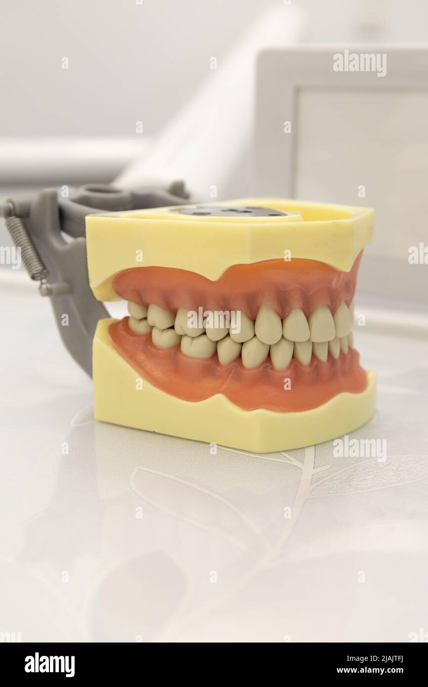 work tool for teaching medicine, plastic denture with details on the teeth, molars, gums, bite and smile design, object in studio Stock Photo