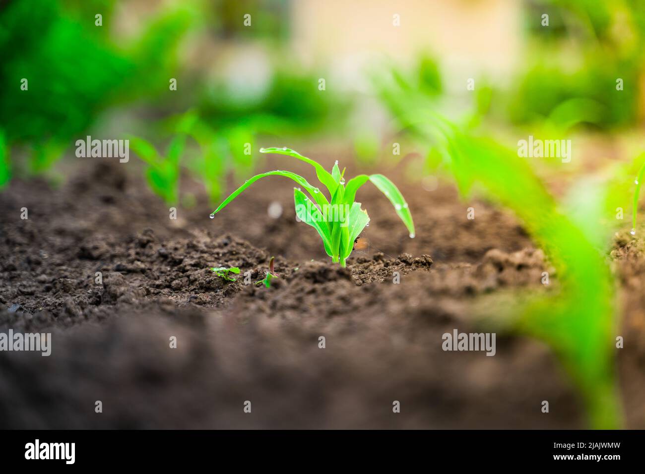 Young sprouts of corn grow in the soil in the vegetable garden in drops of dew. Growing corn in the garden Stock Photo