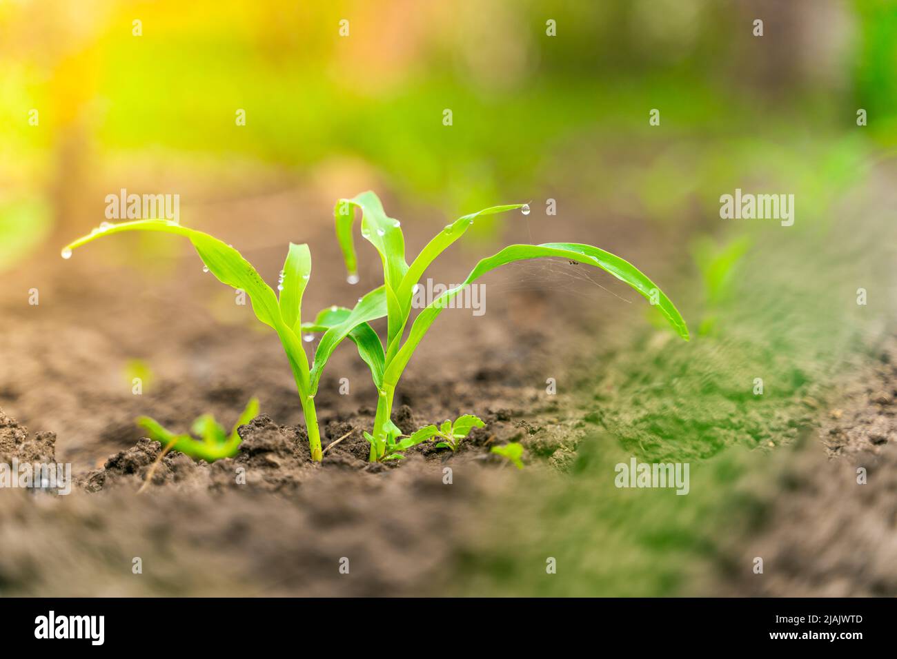 Young sprouts of corn grow in the soil in the vegetable garden in drops of dew. Growing corn in the garden Stock Photo
