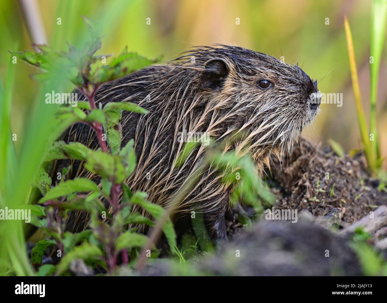 Hairy Beavers