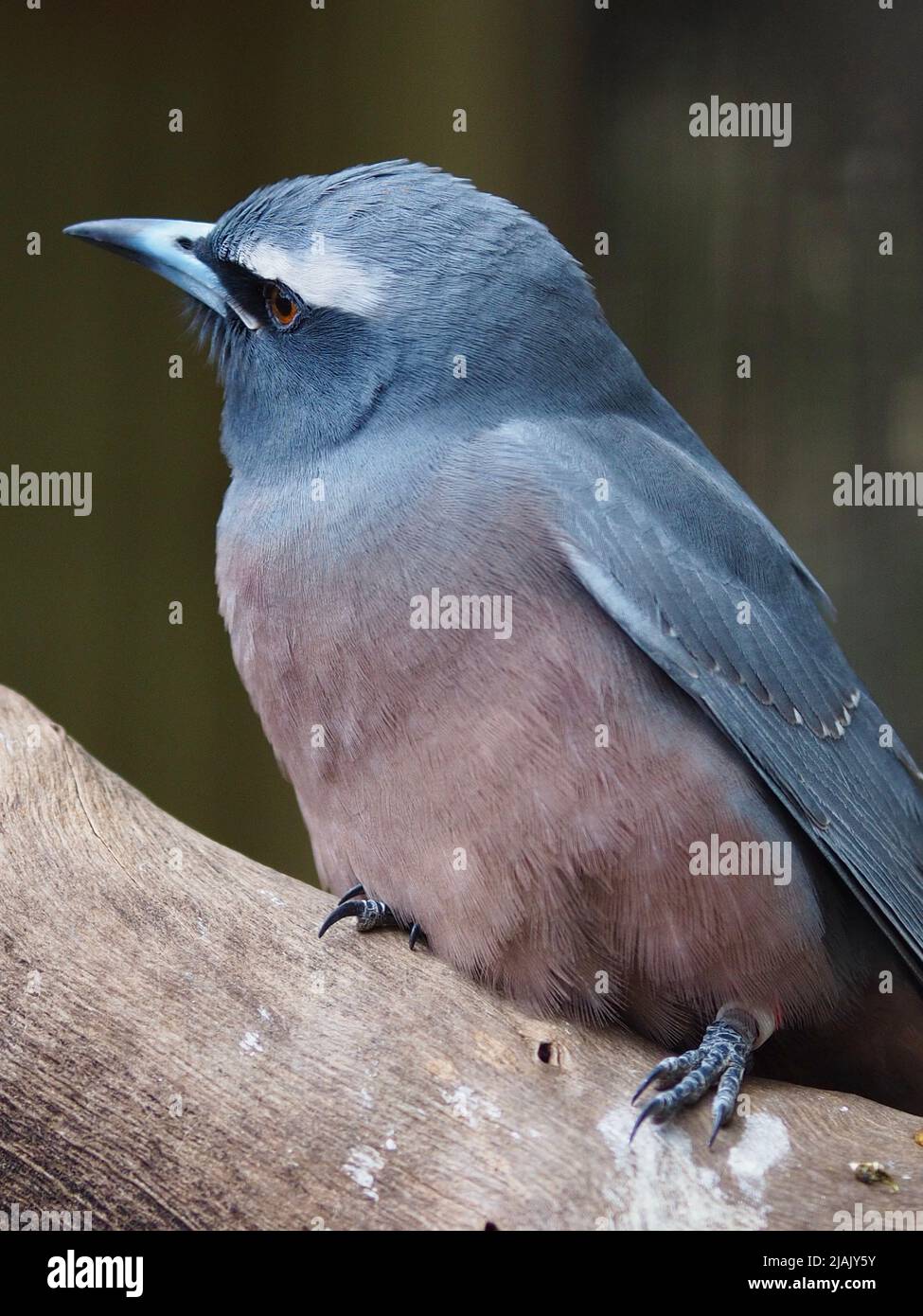 Charming stylish elegant White-browed Woodswallow with distinguished understated plumage. Stock Photo