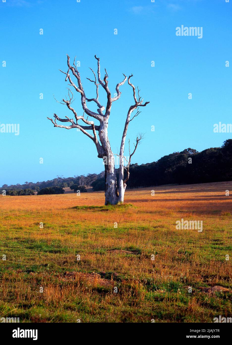 Dead Eucalyptus tree on rural farmland Stock Photo