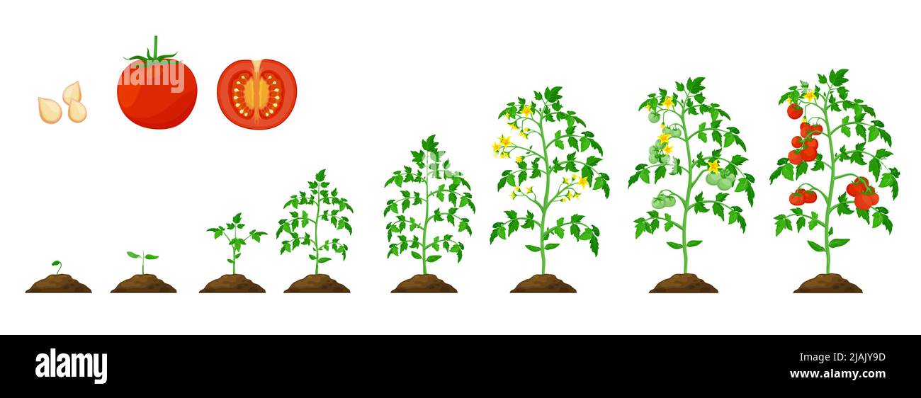 Tomato growth stage, vegetable plant grow cycle of agriculture seedling. Cultivation tomato process vector phases from seed to sprout, garden vegetables crop and farm harvest Stock Vector