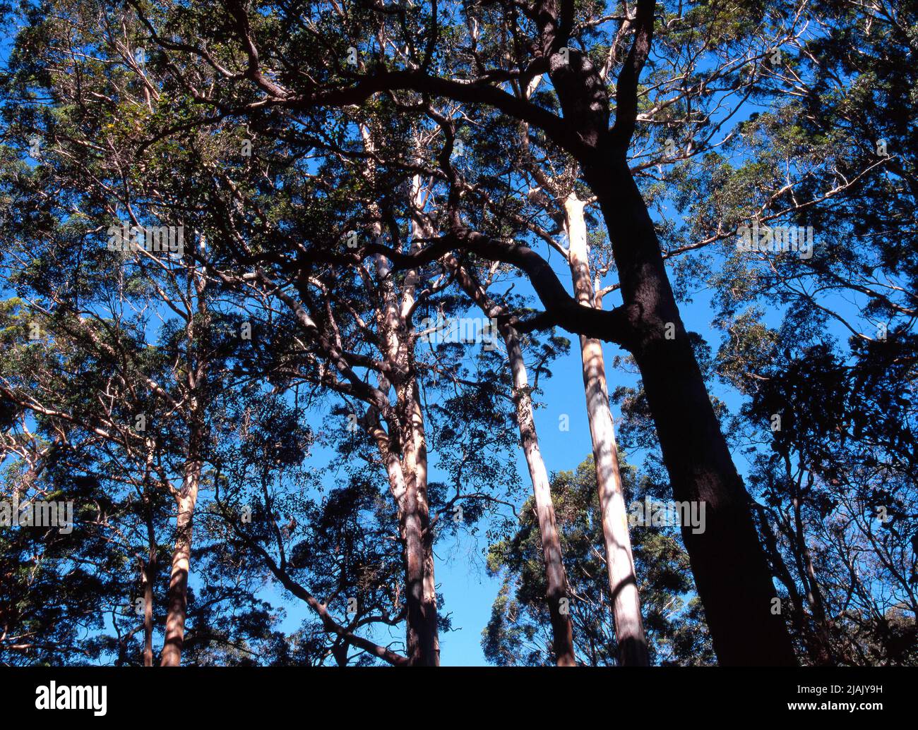 Eucalyptus Karri Trees Stock Photo