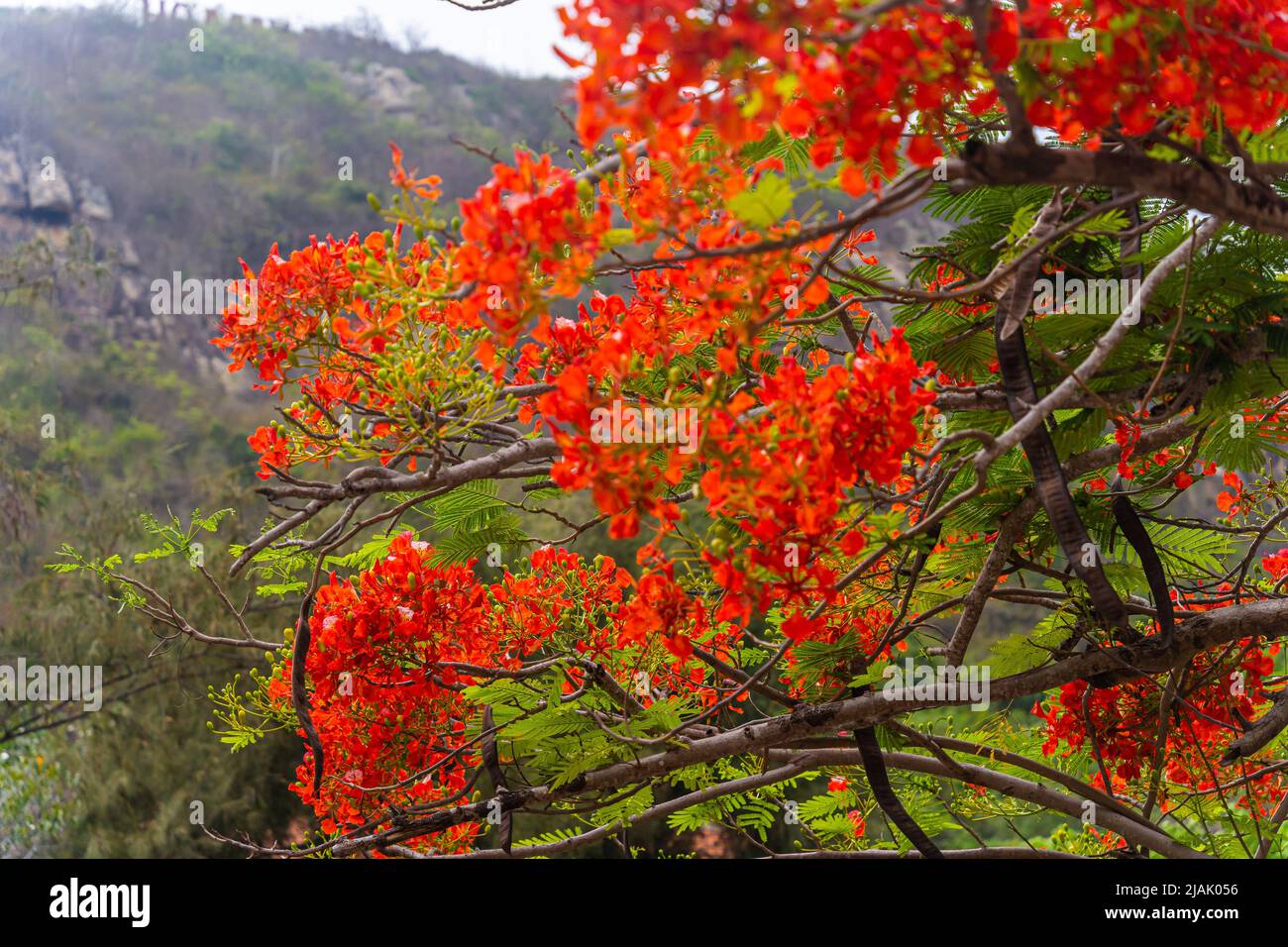 Delonix regia flower (another names is Royal Poinciana, Flamboyant Tree