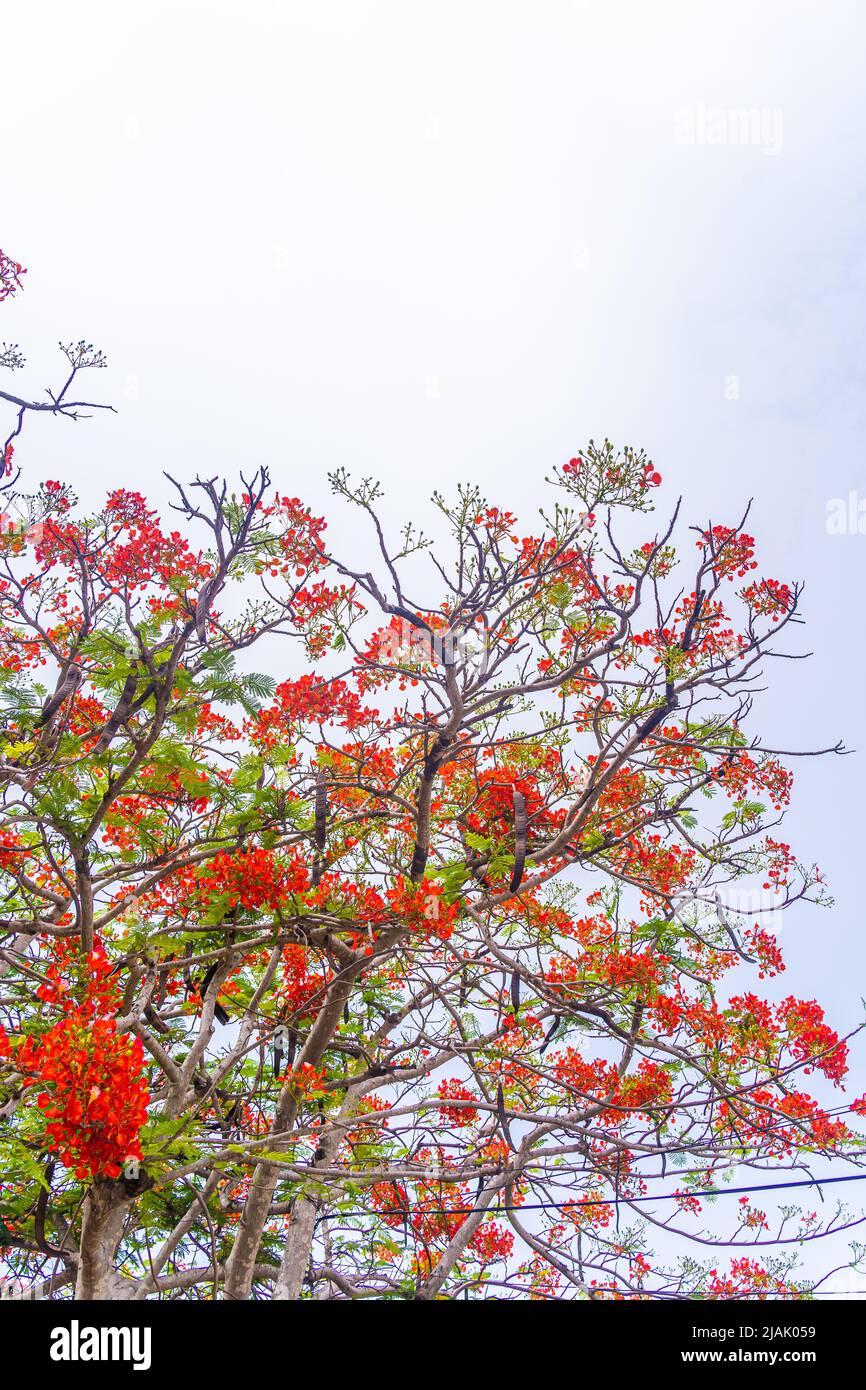 Delonix regia flower (another names is Royal Poinciana, Flamboyant Tree