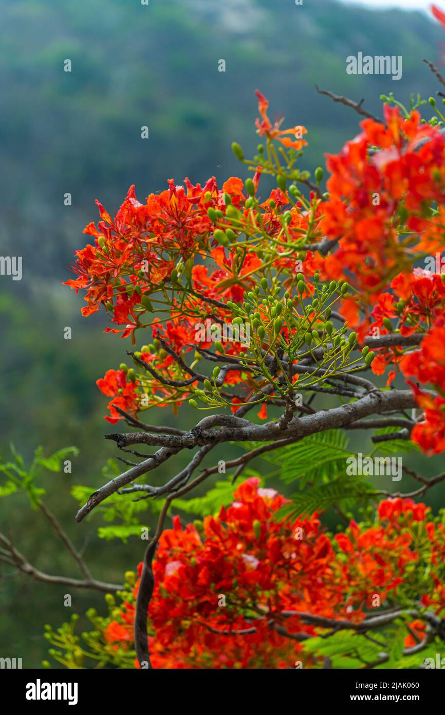 Delonix regia flower (another names is Royal Poinciana, Flamboyant Tree