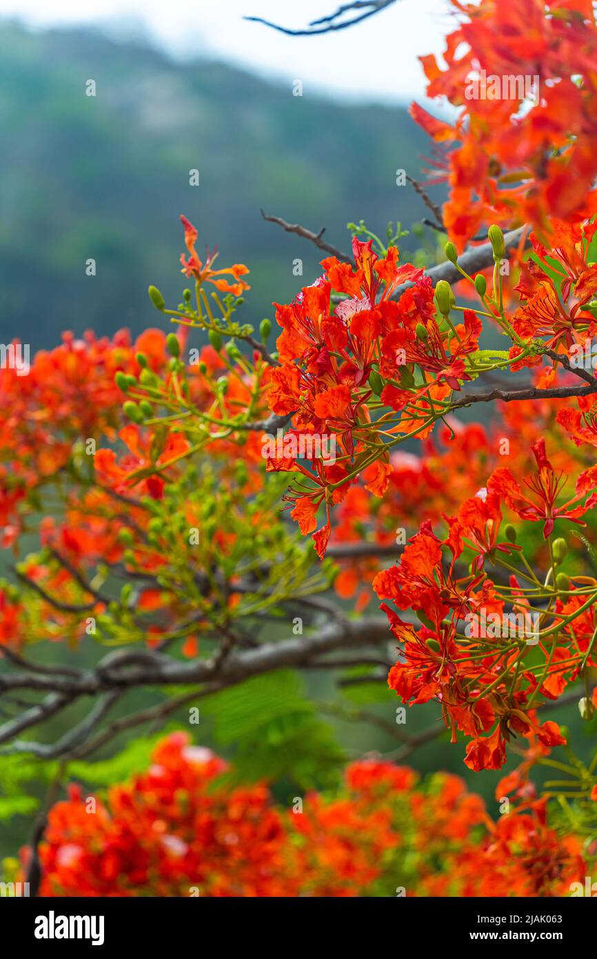 Delonix regia flower (another names is Royal Poinciana, Flamboyant Tree