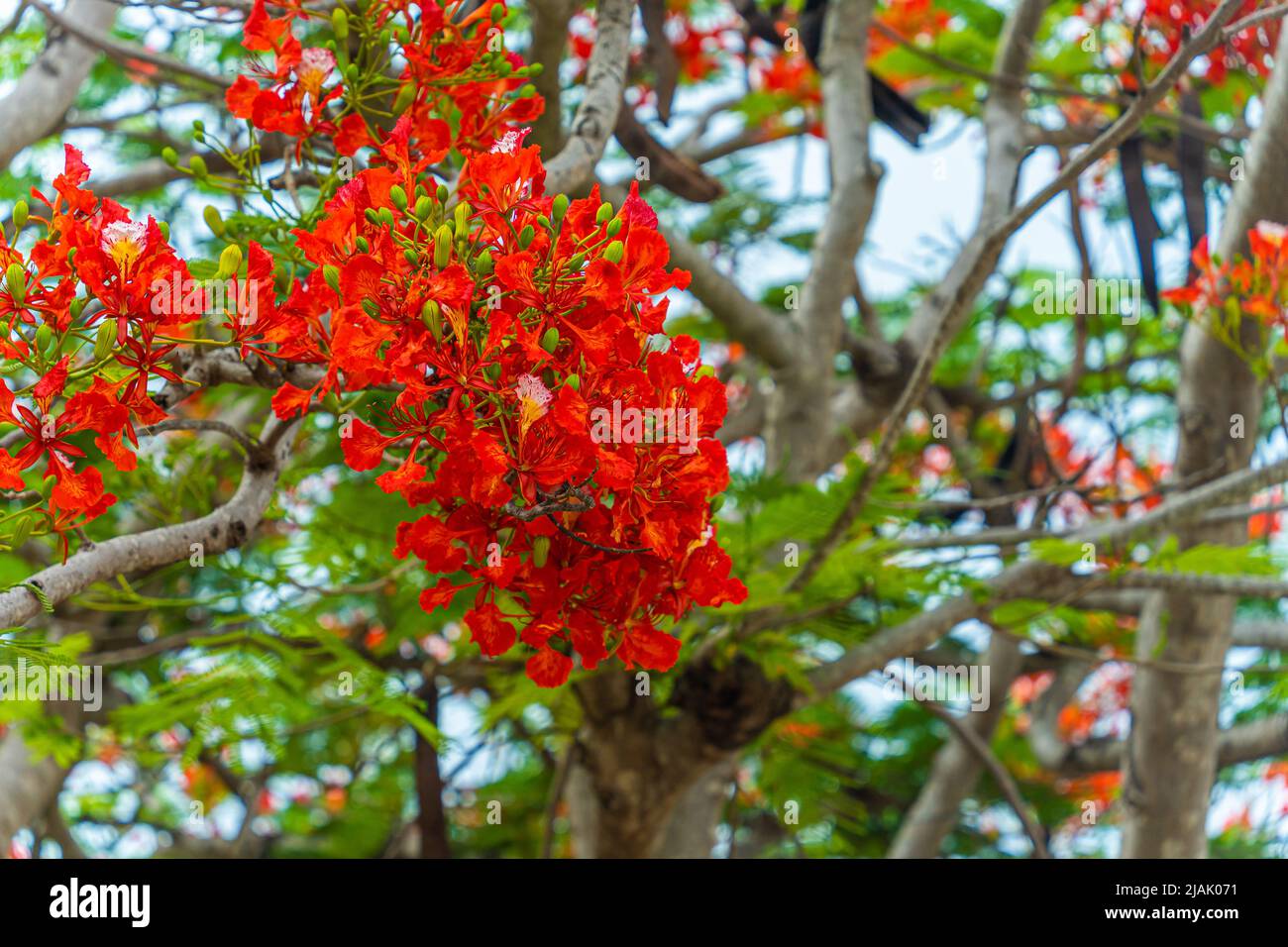 Delonix regia flower (another names is Royal Poinciana, Flamboyant Tree