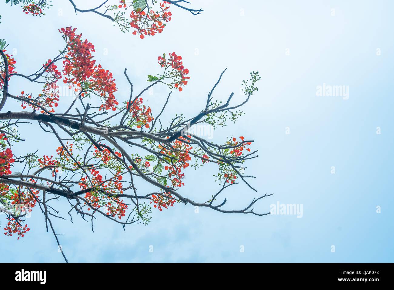 Delonix regia flower (another names is Royal Poinciana, Flamboyant Tree