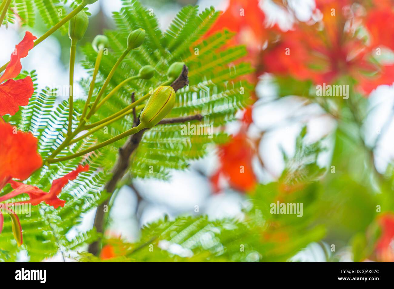 Delonix regia flower (another names is Royal Poinciana, Flamboyant Tree