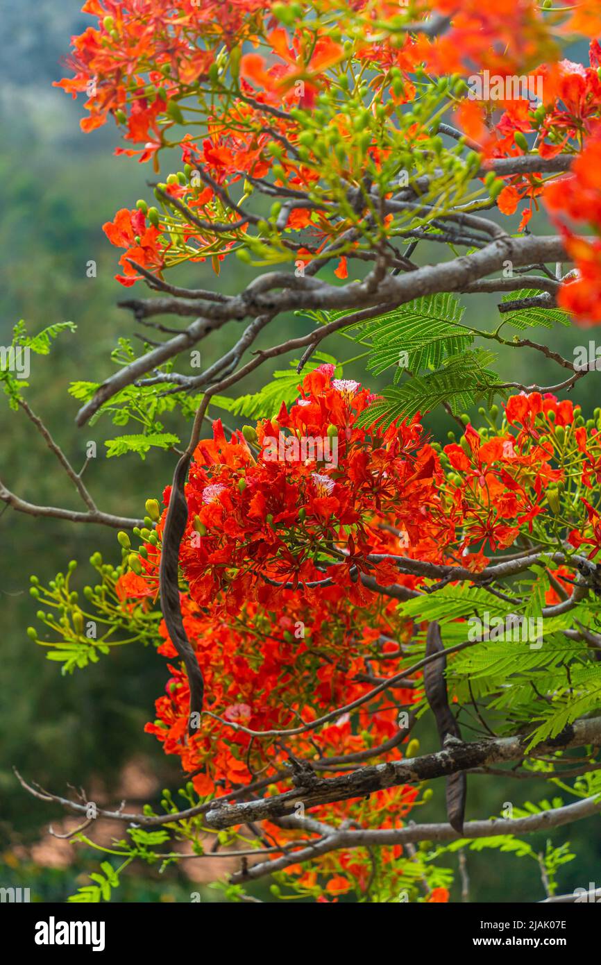 Delonix regia flower (another names is Royal Poinciana, Flamboyant Tree