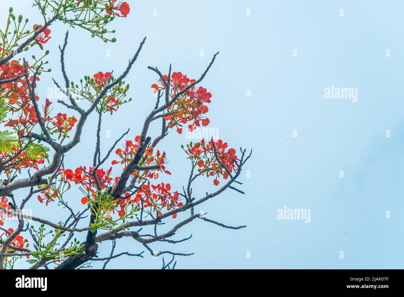 Delonix regia flower (another names is Royal Poinciana, Flamboyant Tree