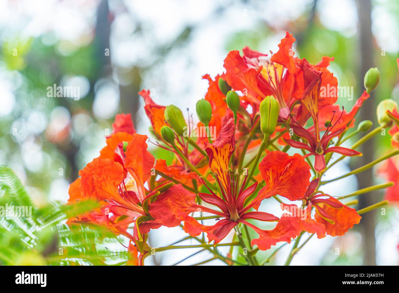 Delonix regia flower (another names is Royal Poinciana, Flamboyant Tree