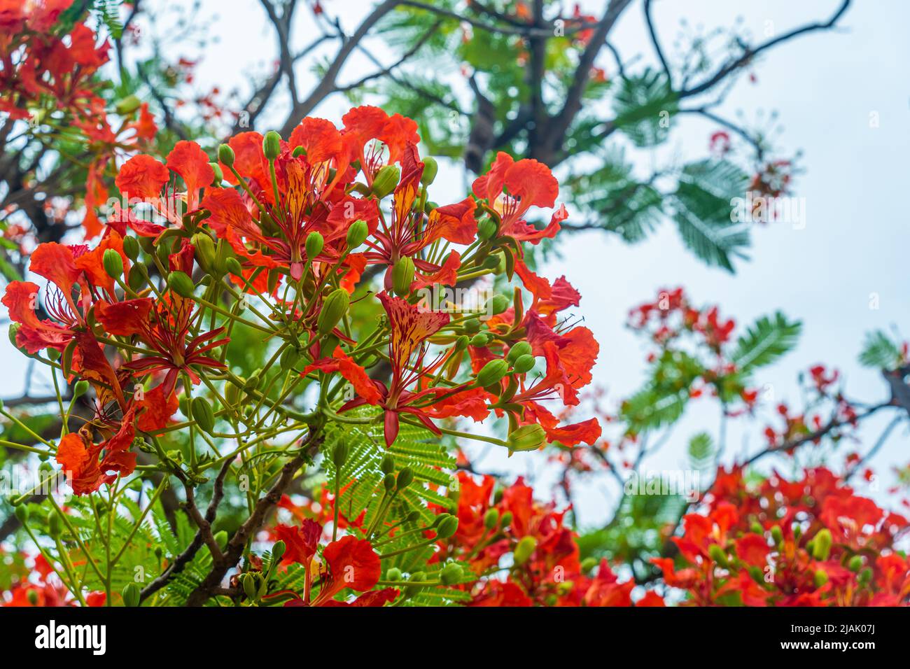 Delonix regia flower (another names is Royal Poinciana, Flamboyant Tree
