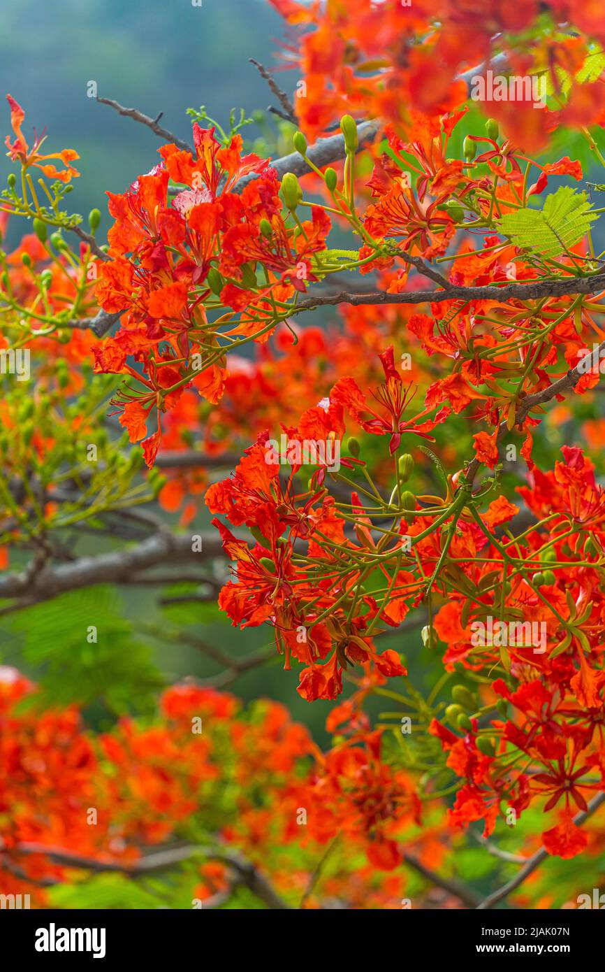 Delonix regia flower (another names is Royal Poinciana, Flamboyant Tree