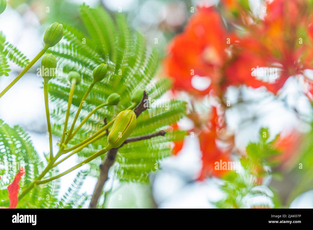Delonix regia flower (another names is Royal Poinciana, Flamboyant Tree