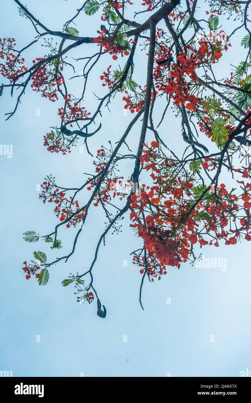 Delonix regia flower (another names is Royal Poinciana, Flamboyant Tree