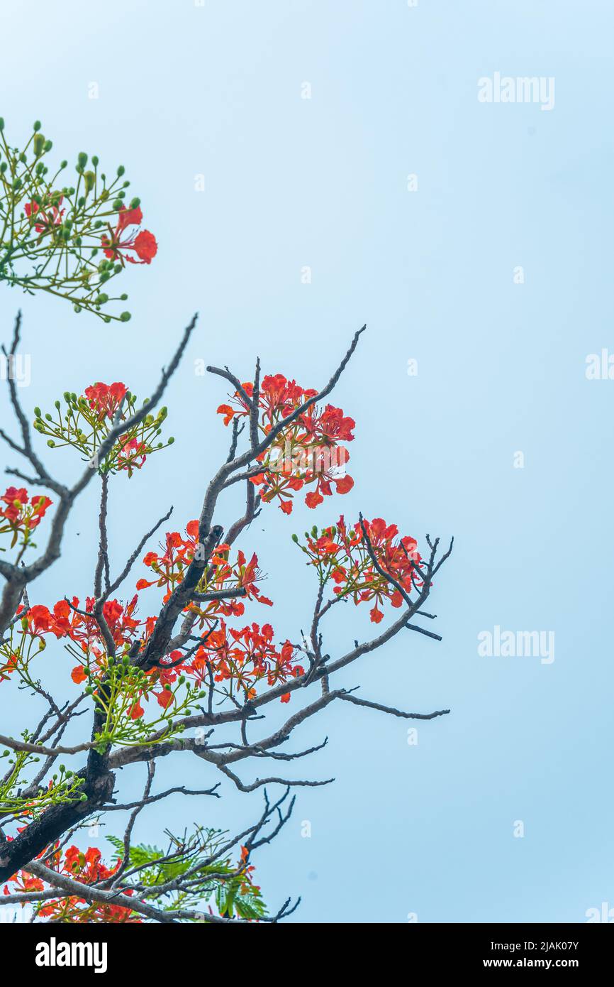 Delonix regia flower (another names is Royal Poinciana, Flamboyant Tree