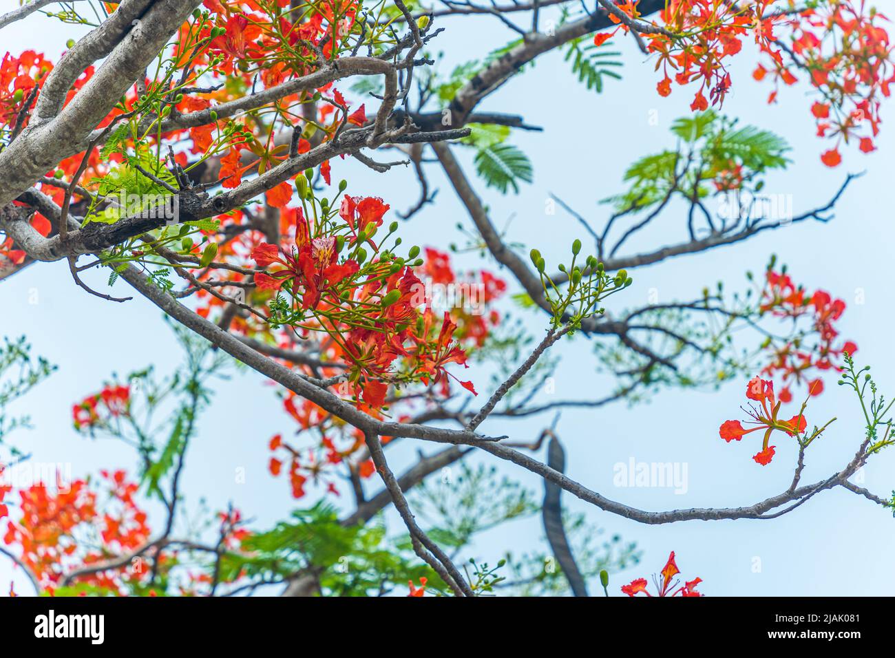 Delonix regia flower (another names is Royal Poinciana, Flamboyant Tree