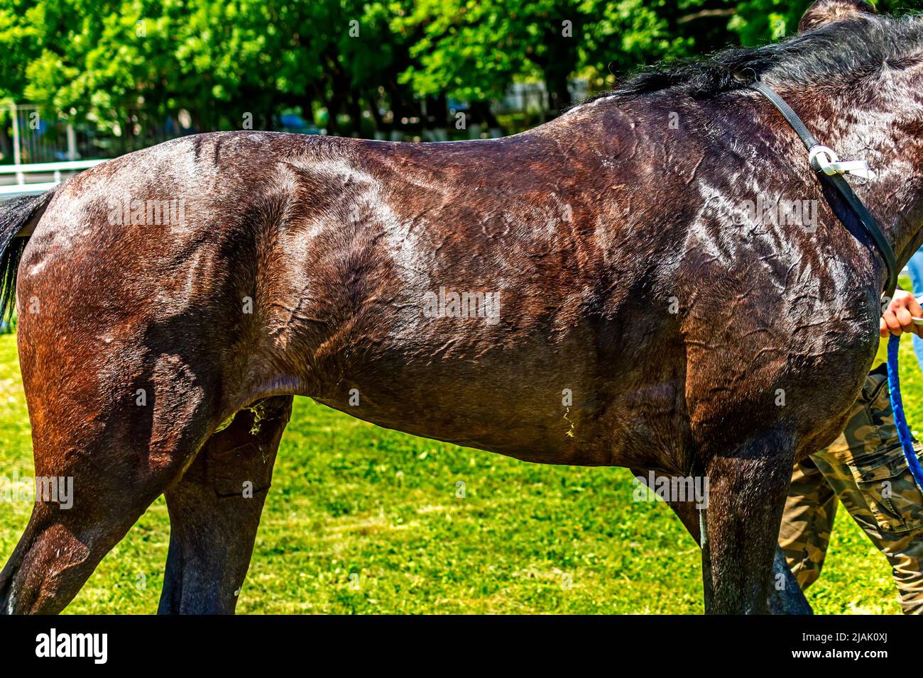 Skin of akhal-teke horse close up Stock Photo
