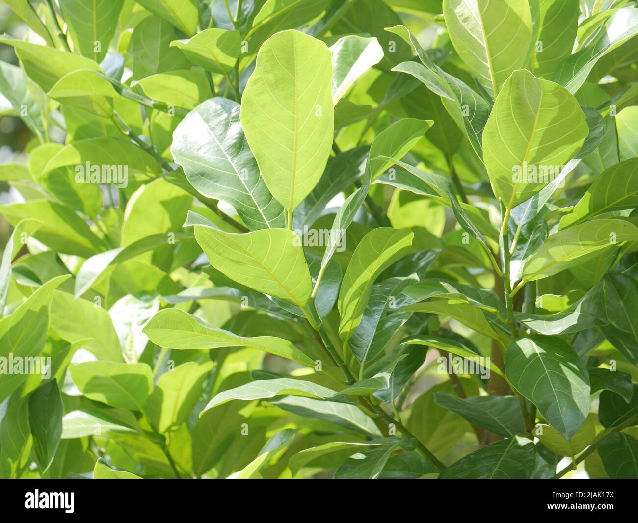 The leaves of the jackfruit tree Stock Photo