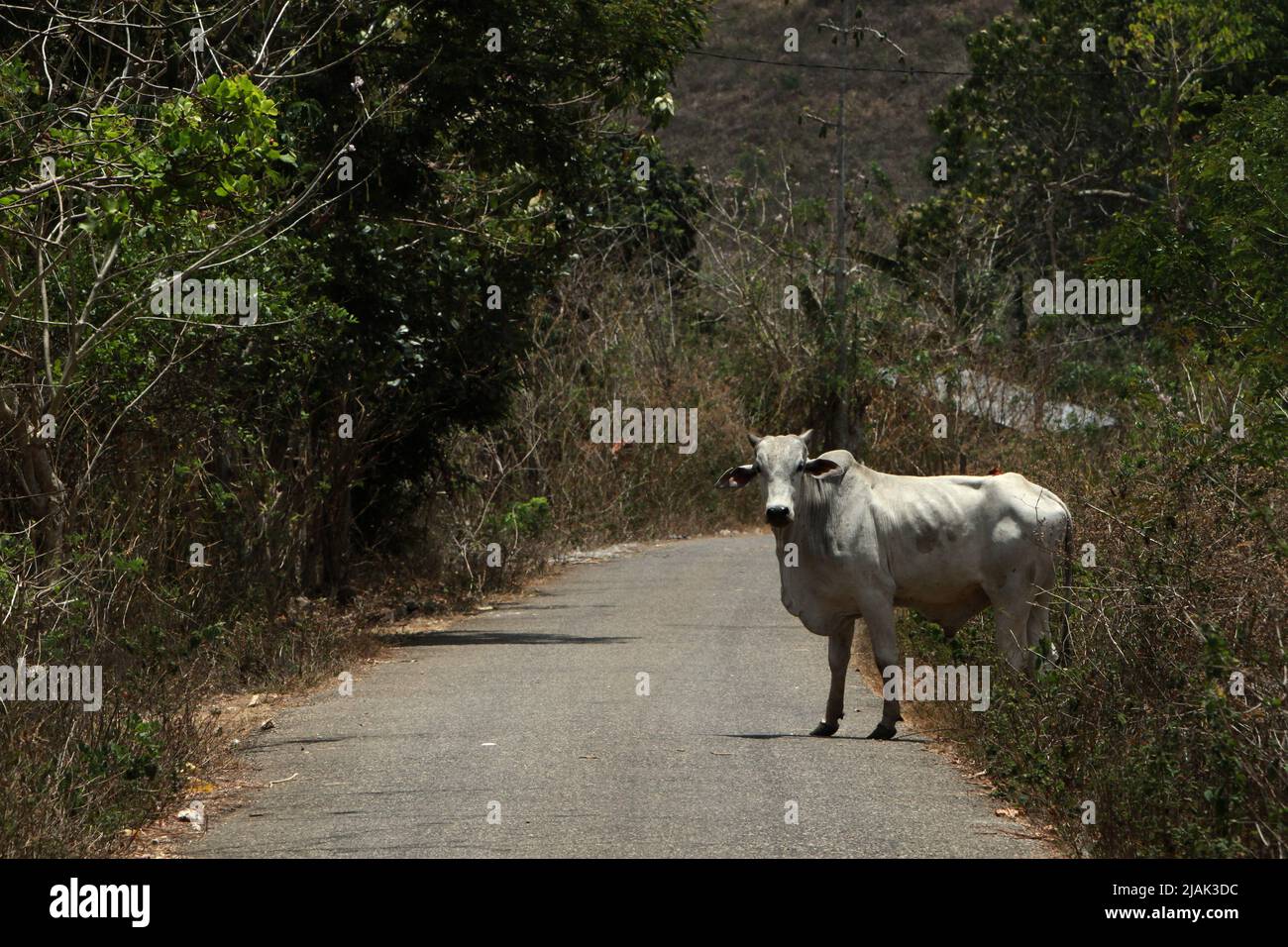 A cow is about to cross a road in Tabundung, East Sumba, East Nusa Tenggara, Indonesia. Stock Photo