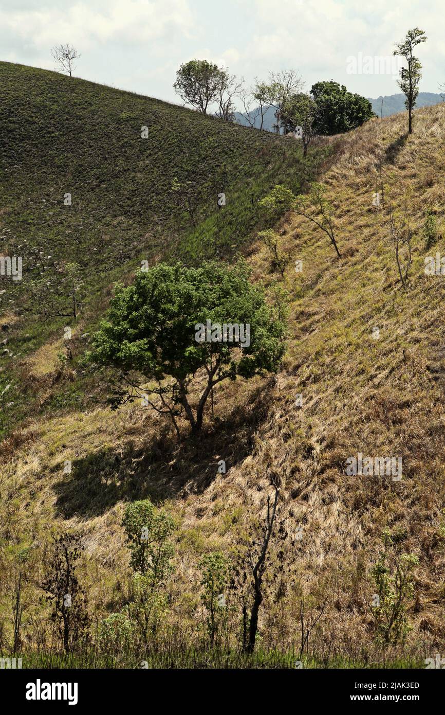 Dry landscape during dry season in Tabundung, East Sumba, East Nusa Tenggara, Indonesia. Stock Photo