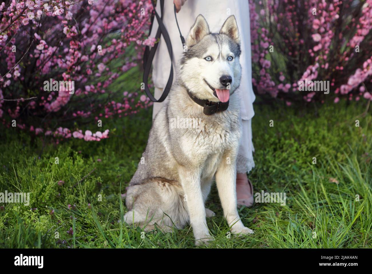 Girl walking in the park with a husky dog Stock Photo - Alamy