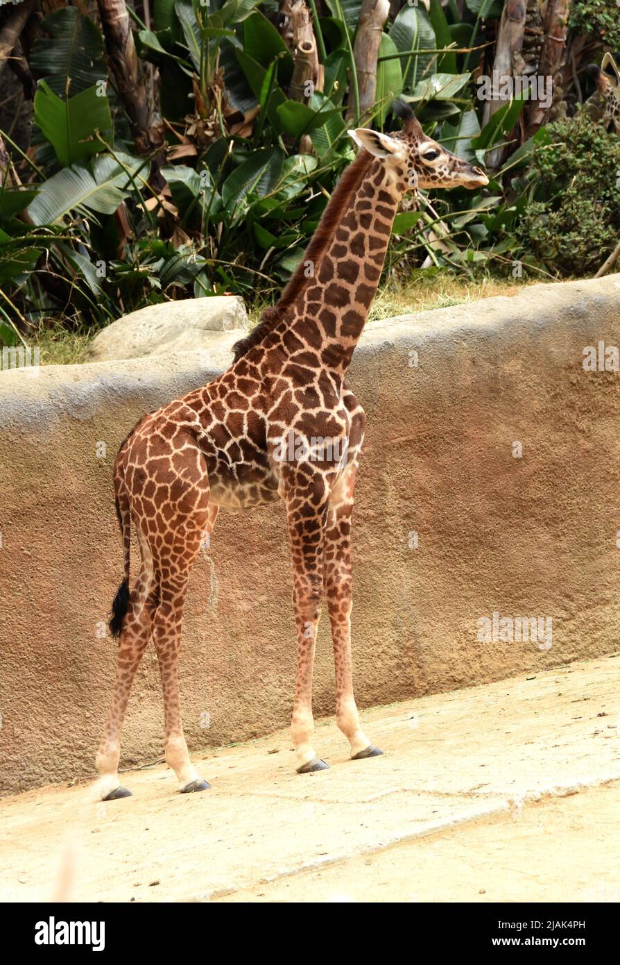 Los Angeles, California, USA 28th May 2022 A New Baby Maasai Giraffe(02)