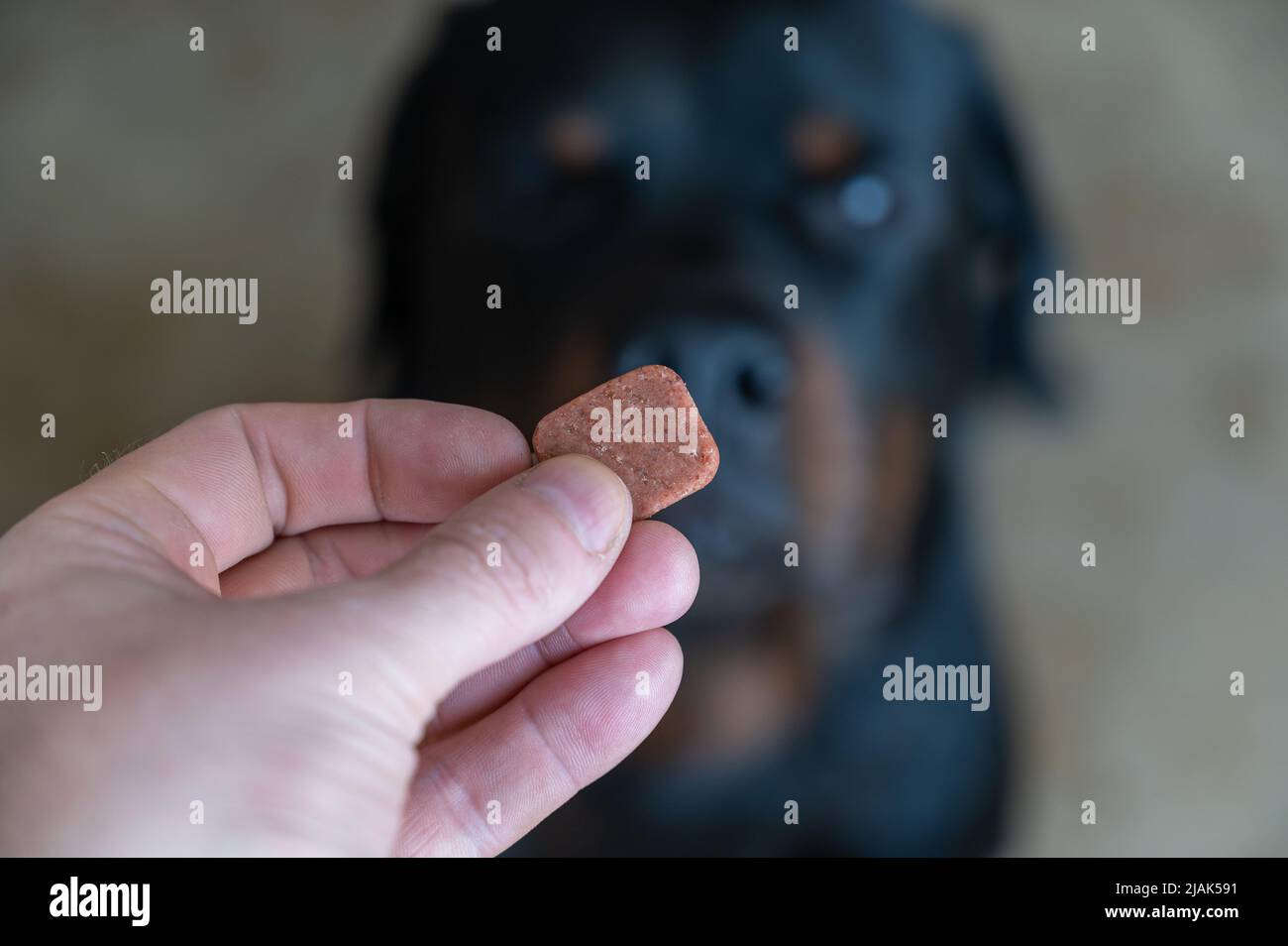 Flea and tick hot sale pill from vet