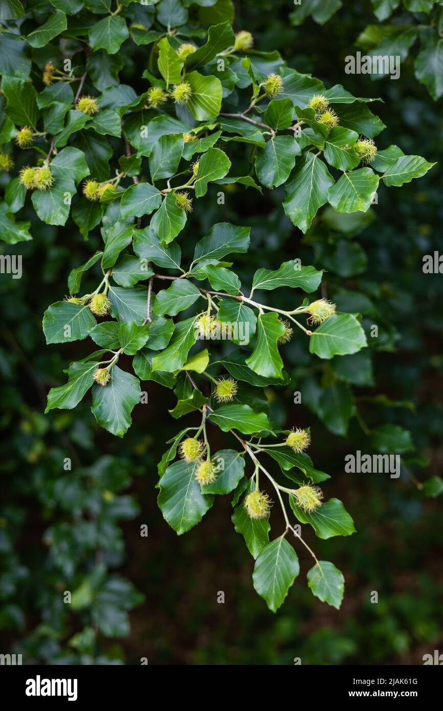 Young hairy beech nuts have already appeared on the branches of European beech (Fagus sylvatica). The state of nature in late spring and early summer Stock Photo