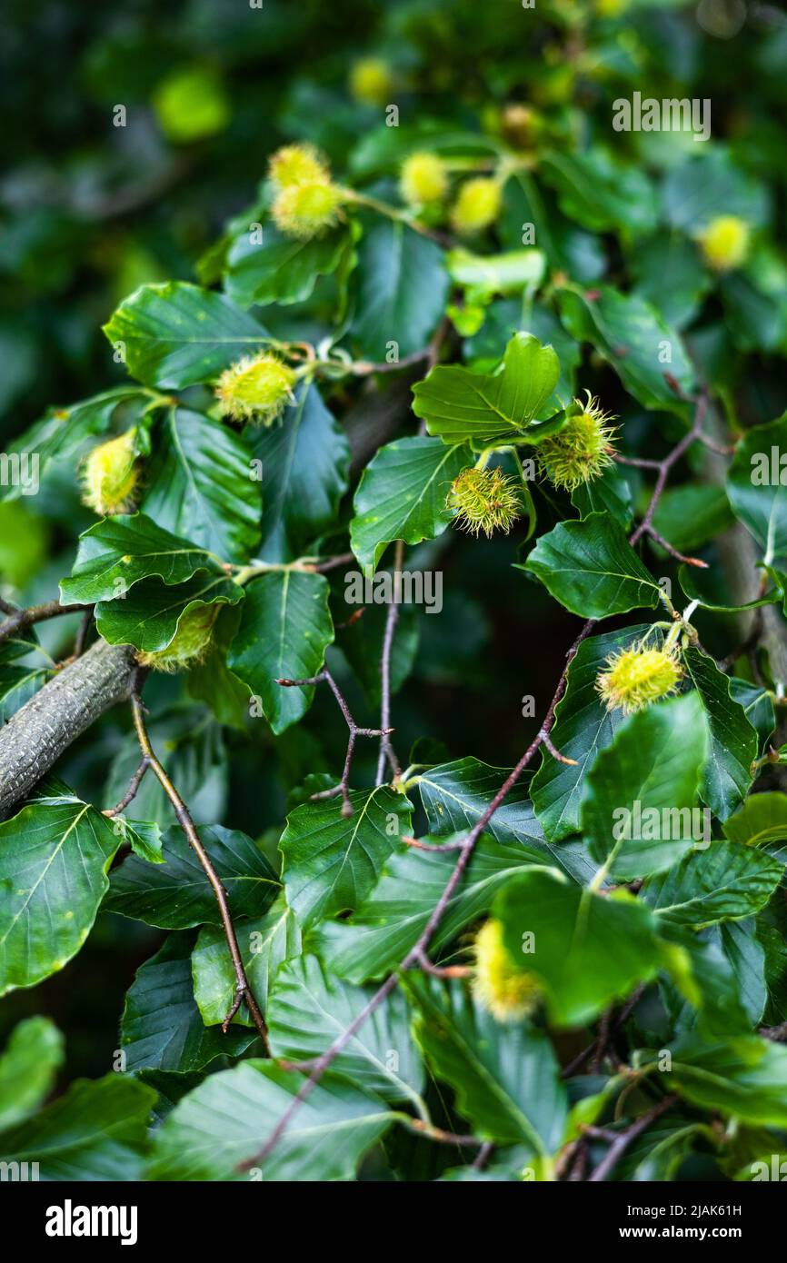Young hairy beech nuts have already appeared on the branches of European beech (Fagus sylvatica). The state of nature in late spring and early summer Stock Photo