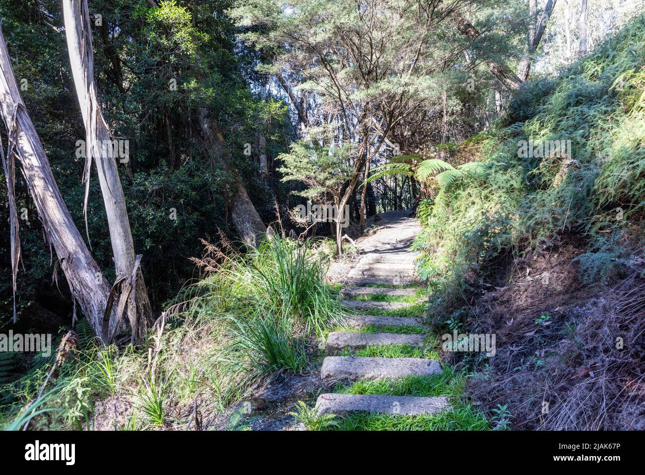 Blue Mountains national park in New South Wales and man made walking trail with steps,NSW,Australia Stock Photo