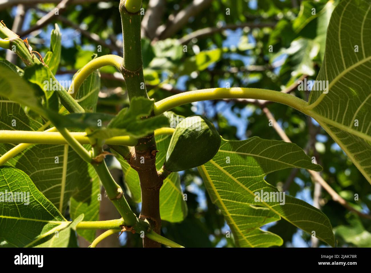 Detail of common fig tree with unripe fruit Stock Photo