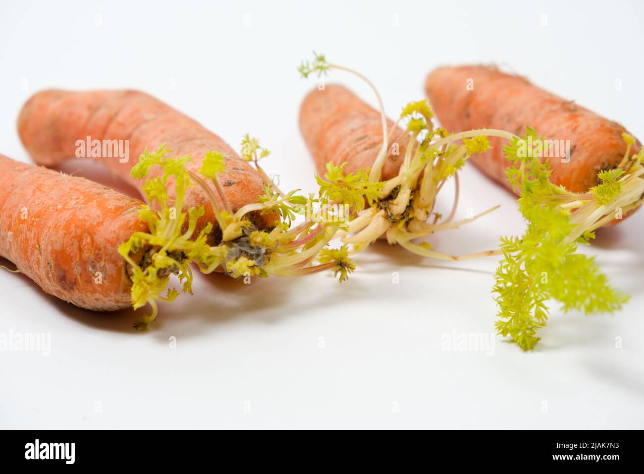 Sprouted carrots due to improper storage conditions. Isolate on a white background. Stock Photo