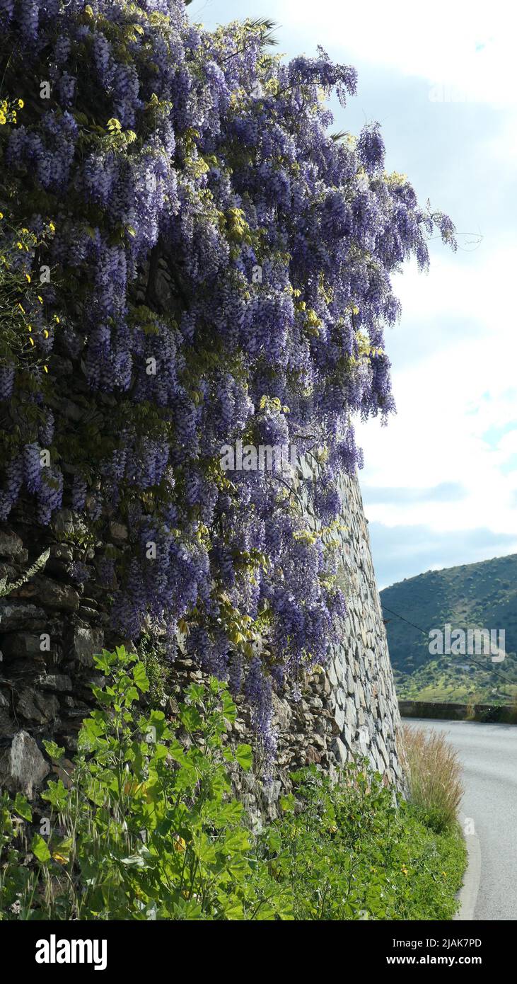 Lavender colored visteria in full bloom on wall in Andalusian spring sdunshine Stock Photo