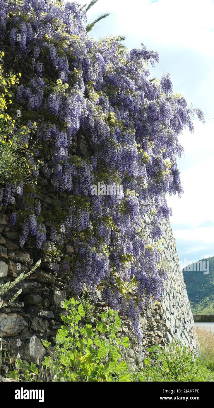 Lavender colored visteria in full bloom on wall in Andalusian spring sdunshine Stock Photo