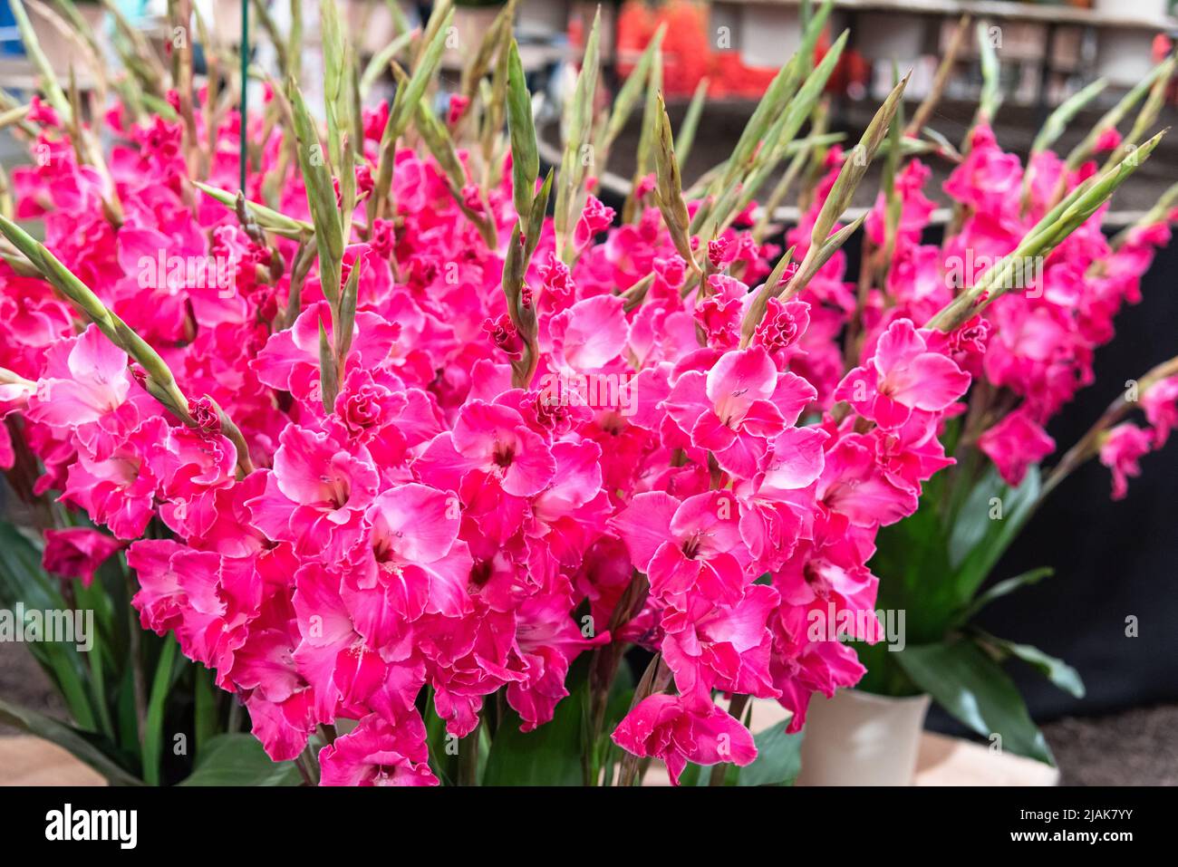 Gladiolus gladioli flower display hires stock photography and images