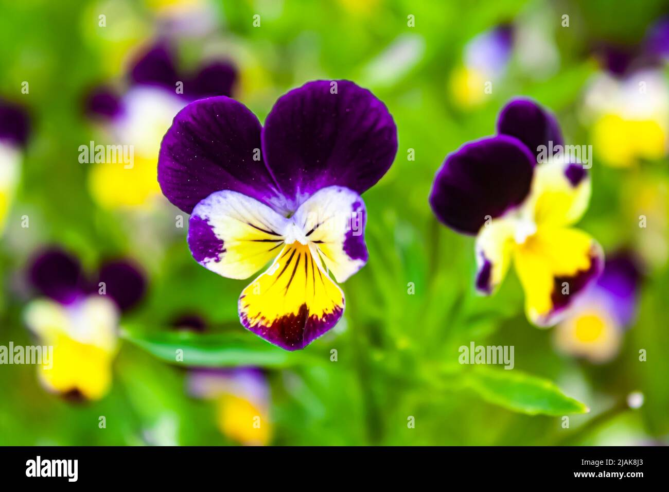 A horned pansy, Viola cornuta Stock Photo