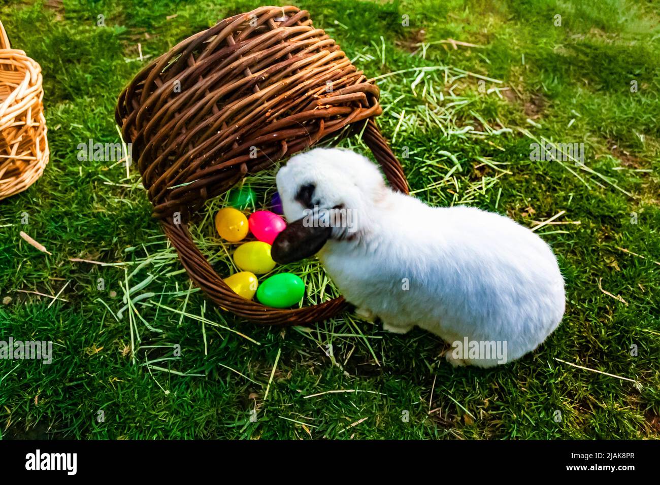 The Easter bunny with a basket of eggs Stock Photo - Alamy